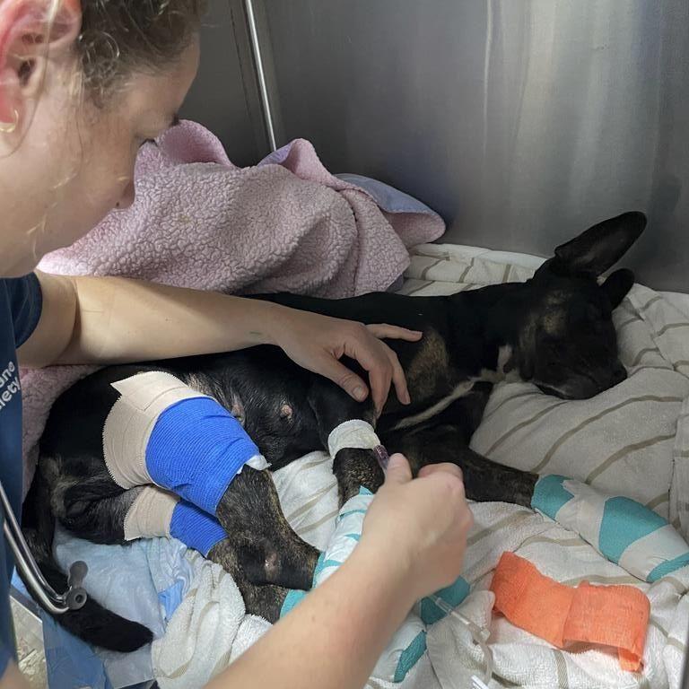 As people fled the fires, pets did too. Some emerged with marks of escape, but many remain lost